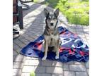 Adopt Chica D15522 a German Shepherd Dog