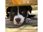 Adopt Mera a Pit Bull Terrier