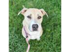 Adopt Kloee a Pit Bull Terrier