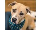 Adopt Kloee a Pit Bull Terrier