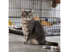 Adopt Daisy a American Shorthair