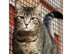 Adopt Johanna a Tabby