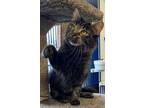 Adopt Amanda Blake a Domestic Medium Hair, Domestic Short Hair