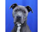 Adopt Squirrel- 021703S a Pit Bull Terrier