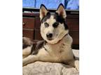 Adopt Freya a Husky, Mixed Breed