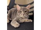 Adopt Shelley a Tabby