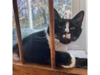 Adopt Stitch a Domestic Short Hair