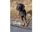 Adopt Cindy a Black and Tan Coonhound