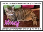 Adopt Mercy - COURTESY LISTING FOR OWNER a Domestic Short Hair