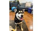 Adopt Amelia Bedelia a Husky