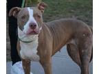 Adopt Kandice a Pit Bull Terrier