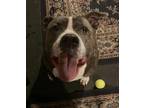 Adopt Tonya (TT) a Pit Bull Terrier
