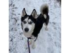 Adopt Apple Jack a Siberian Husky