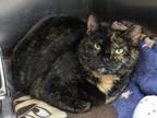 Adopt Sadie a Domestic Short Hair