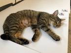 Adopt Sydney a Tabby, Domestic Short Hair