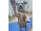 Adopt Momma Mia a Pit Bull Terrier