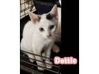 Adopt Dottie a Domestic Short Hair