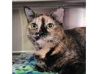 Adopt Tabitha a Domestic Short Hair