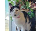 Adopt Candy a Domestic Short Hair