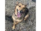 Adopt Roo a Catahoula Leopard Dog