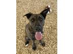 Adopt BABY a German Shepherd Dog, Pit Bull Terrier