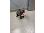 Adopt CARE BEAR a Pit Bull Terrier