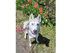 Adopt Diamond a Husky