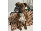 Adopt Molly Alice a Boxer