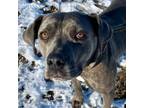 Adopt LILLY a Labrador Retriever, Mastiff