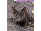 Adopt Shadow a Domestic Short Hair