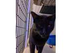 Adopt Jackie a Domestic Short Hair