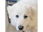 Adopt Anna in CT - Loves to Romp & Play! a Great Pyrenees