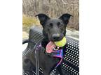 Adopt Starbies a Dutch Shepherd, Labrador Retriever