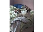 Adopt COURTESY POST: ZOEY and BRODY a Beagle