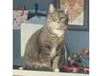 Adopt Marley a American Shorthair