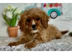 Cavapoo Puppy for sale in Saint Louis, MO, USA