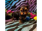 Yorkshire Terrier Puppy for sale in High Springs, FL, USA