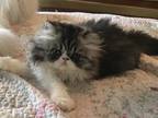 Silver Tabby & White Female Persian