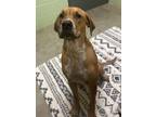 Adopt Nala a Boxer, Hound