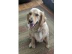 Adopt Maddy a Golden Retriever