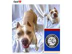 Adopt OPAL a Pit Bull Terrier