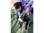 Adopt Pixie a Labrador Retriever, Mixed Breed