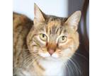 Adopt Ember a Domestic Short Hair