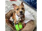 Adopt Aliza A0055012024 a Mixed Breed, Pit Bull Terrier