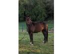 Smooth Gaited Trail Horse