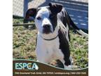 Adopt Millie a Pointer, Mixed Breed