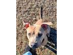 Adopt Stacy 422236 FosterHomeSweetCuddlyGirl a Pit Bull Terrier