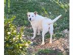Adopt Noelle a Mixed Breed