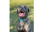 Adopt Katya - Call to book an appointment! a Cane Corso, American Bully