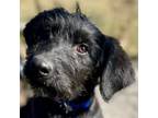 Adopt Petunia a Standard Poodle, German Shepherd Dog